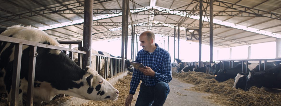 Farmer and cows at dairy farm. Cattleman holding tablet and observing domestic animals for milk production.